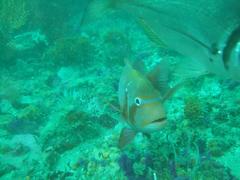 Chrysoblephus laticeps