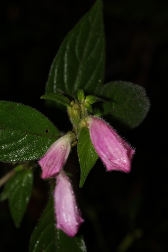 Acanthopale madagascariensis image