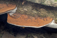 Eumorphus marginatus