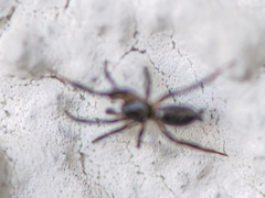 Drassyllus