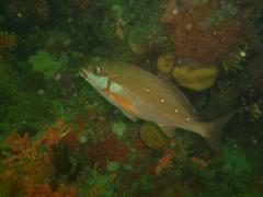 Chirodactylus brachydactylus