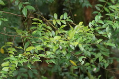 Atherosperma moschatum