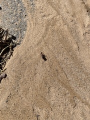 Pogonomyrmex rugosus