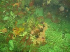 Acanthistius sebastoides