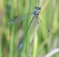 Lestes macrostigma