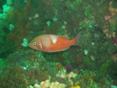 Chrysoblephus laticeps