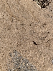 Pogonomyrmex rugosus