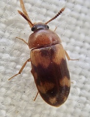 Mycetophagus piceus