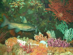 Sea Barbel photo 4