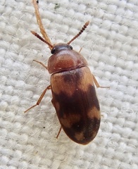 Mycetophagus piceus
