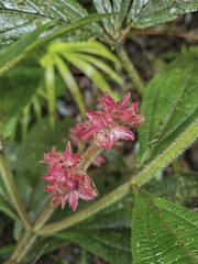 Miconia melastomoides