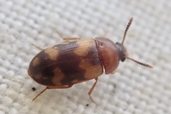 Mycetophagus piceus