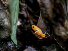 Brachycephalus alipioi