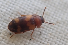 Mycetophagus piceus