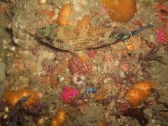 Acanthistius sebastoides