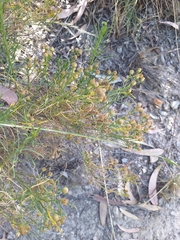 Baccharis boliviensis
