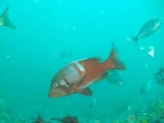 Chrysoblephus laticeps