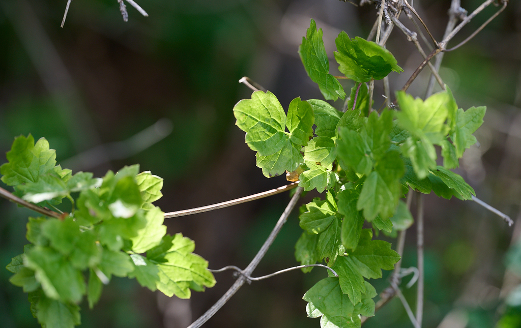 Pipestem clematis (New Year, New Growth at Arastradero Preserve ...