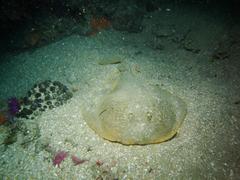 Cape Numbfish photo 5
