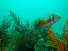 Chrysoblephus laticeps