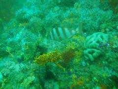 Diplodus hottentotus