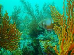 Chrysoblephus laticeps