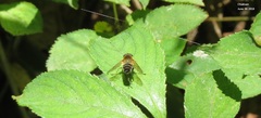 Helophilus eristaloidea