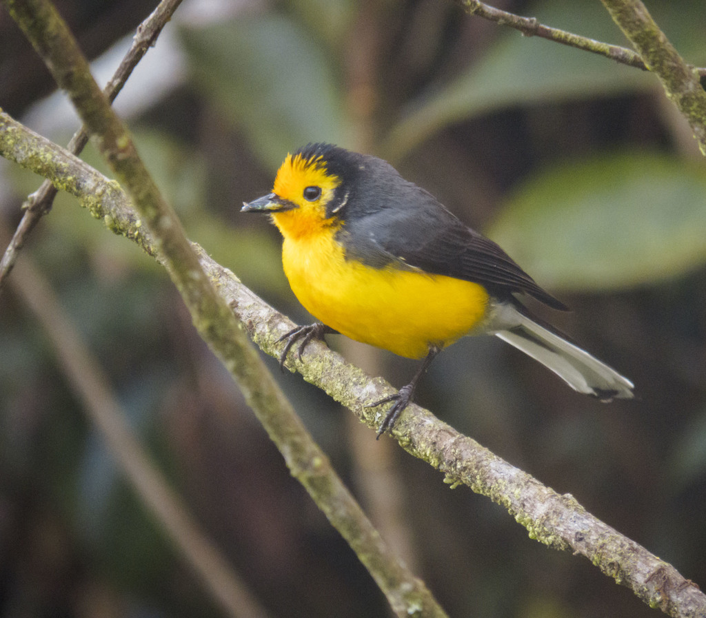 Golden-fronted Redstart (Myioborus ornatus) photo