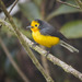 Golden-fronted Redstart - Photo (c) Esteban Villa Restrepo, some rights reserved (CC BY-SA), uploaded by Esteban Villa Restrepo