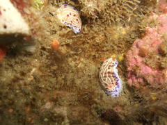 Hypselodoris