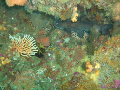 Black Sea Catfish photo 2