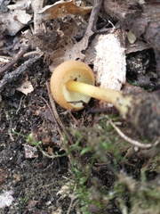 Kuehneromyces marginellus