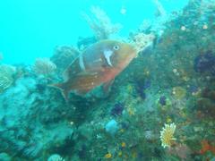 Chrysoblephus laticeps