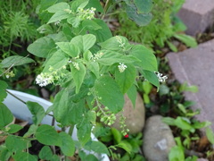 Frangula californica ursina