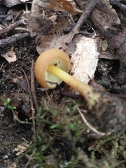 Kuehneromyces marginellus