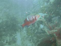 Chrysoblephus laticeps