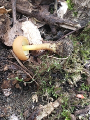 Kuehneromyces marginellus