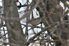 Phylloscopus collybita