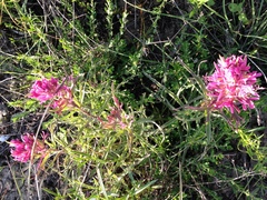 Castilleja purpurea