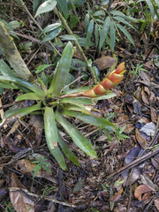 Vriesea heterostachys