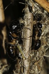Camponotus bianconii