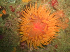Pseudactinia