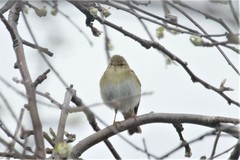 Phylloscopus trochilus