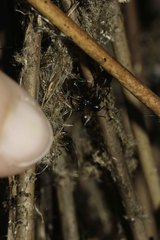 Camponotus bianconii