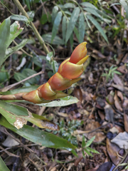 Vriesea heterostachys