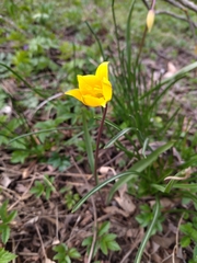 Tulipa sylvestris biebersteiniana