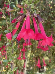 Cantua