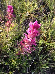 Castilleja purpurea