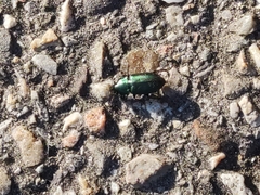 Poecilus versicolor