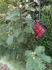 Leucaena leucocephala